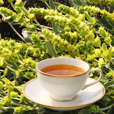 Greek Mountain Tea (Sideritis)